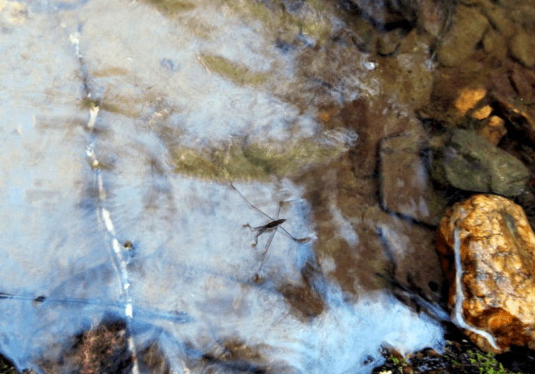 My life in appalachia water spiders