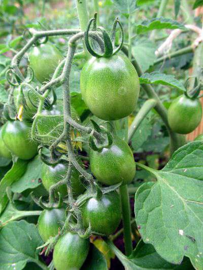 Sow true seed black cherry tomato