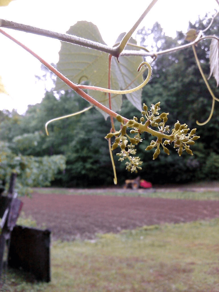 My life in appalachia baby fox grapes