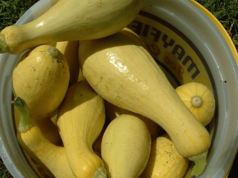 Yellow Crooked Neck Squash