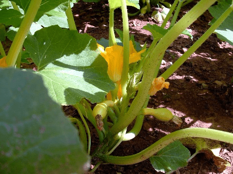 Volunteer Vegetable Plants