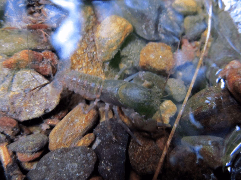 My life in appalachia crawdad