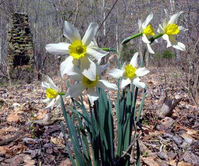 Fred Lollis chimney, daffodils by Don Casada