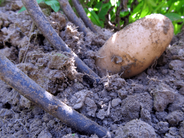 Grabbling early potatoes