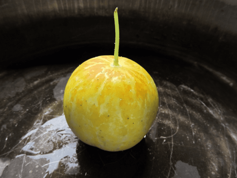 Sow True Seed Lemon Cucumber