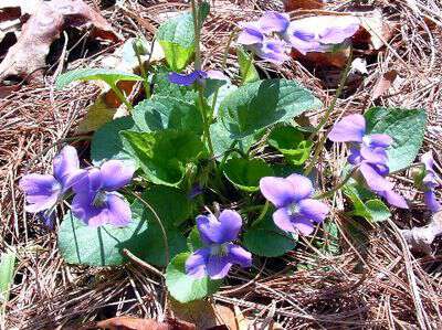 Medicinal uses for wild violets