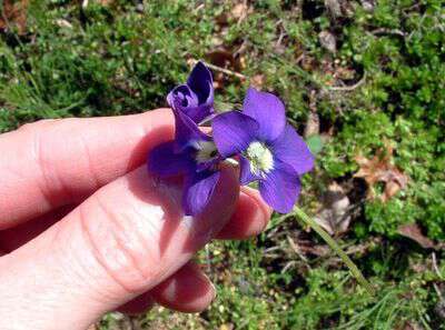 Wild violets are edible and medicinal