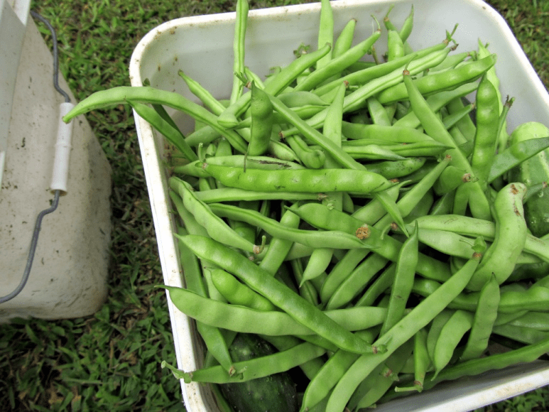 My life in appalachia greasy back beans