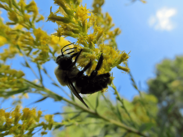 Dying Queen Anne's Lace  Blind Pig and The Acorn