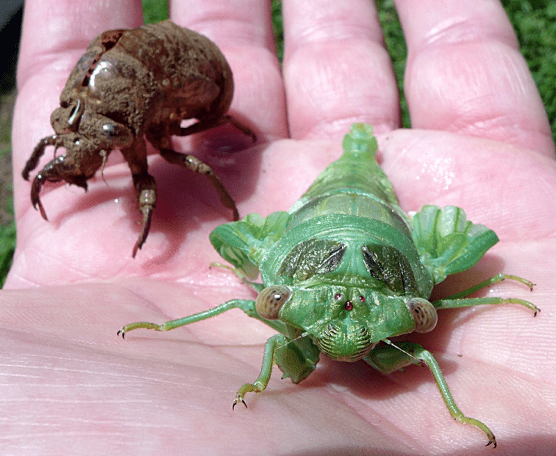 Jar Fly in Appalachia