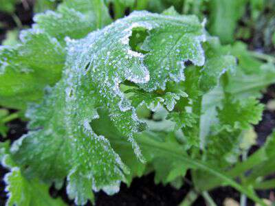 My life in appalachia frost on the mustard greens