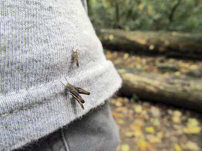 My life in appalachia beggar lice