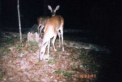 Deer in Western NC