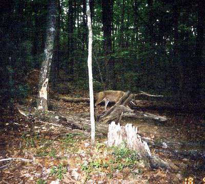 Coyotes in western nc