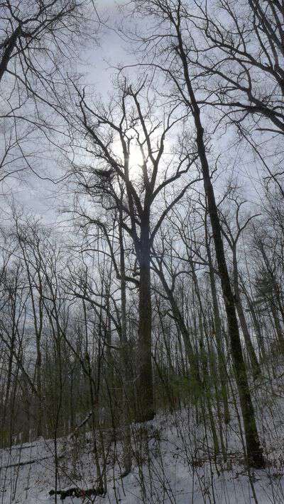 Pearl's Poplar, backlit