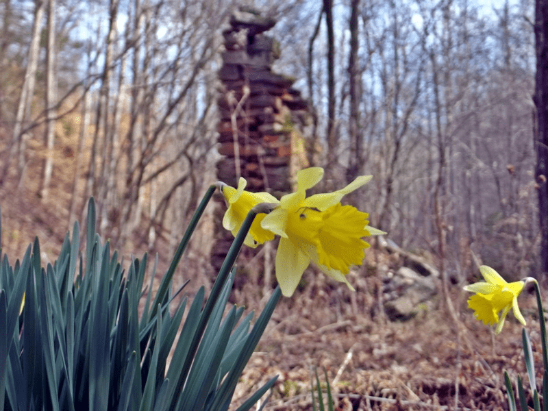 Daffodils bloom near old home place in smoky mountain national park