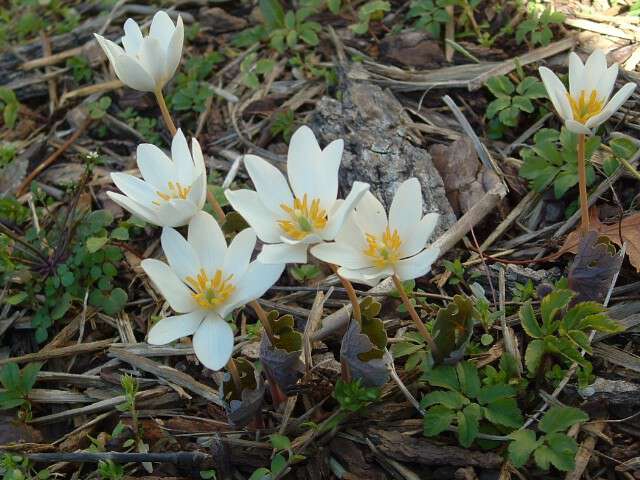 Spring In Appalachia