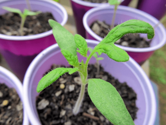 Sow true Seed Tomato seedlings
