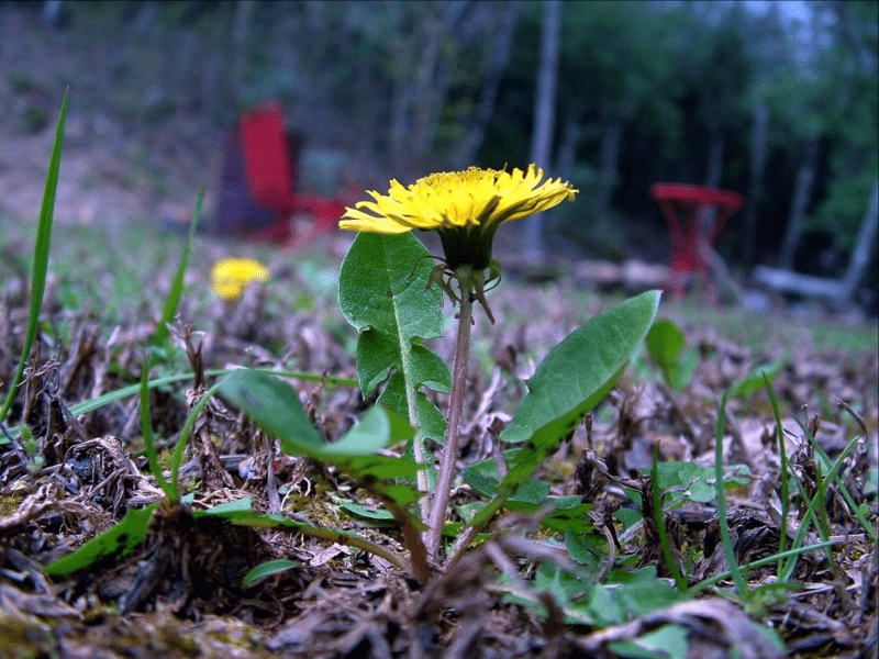 How To Make Dandelion Jelly