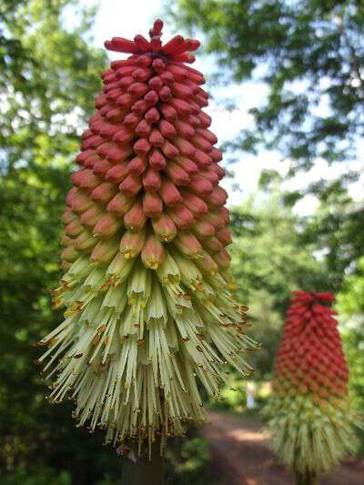 My life in appalachia - red hot pokers