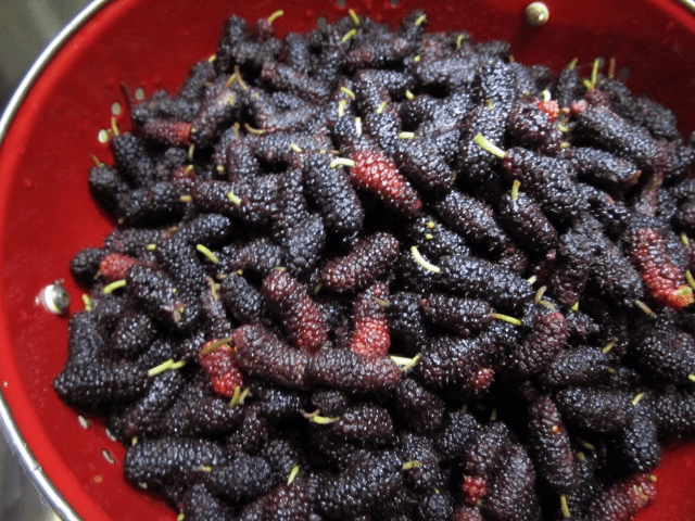 Easy recipe for mulberry jelly