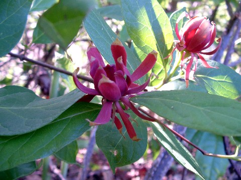 Carolina Spice Bush