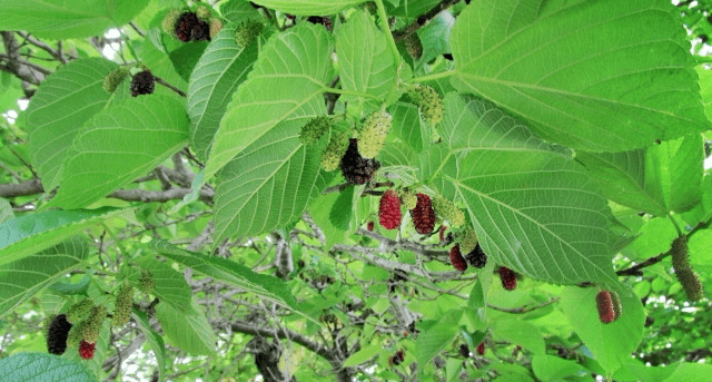 Mulberry tree