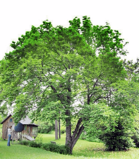Large mulberry tree