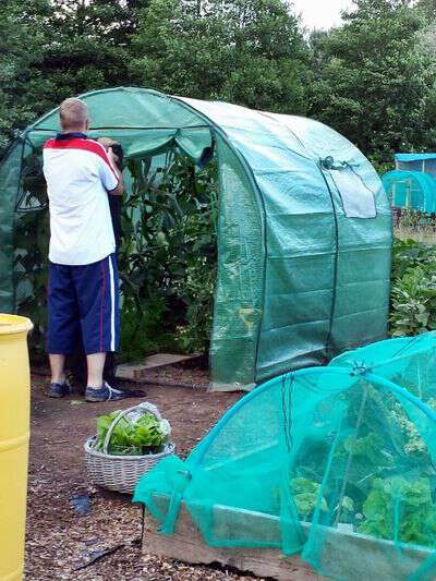 The polytunnel is bulging with stuff (480x640) gardening in England