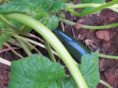 Cutting back squash plants