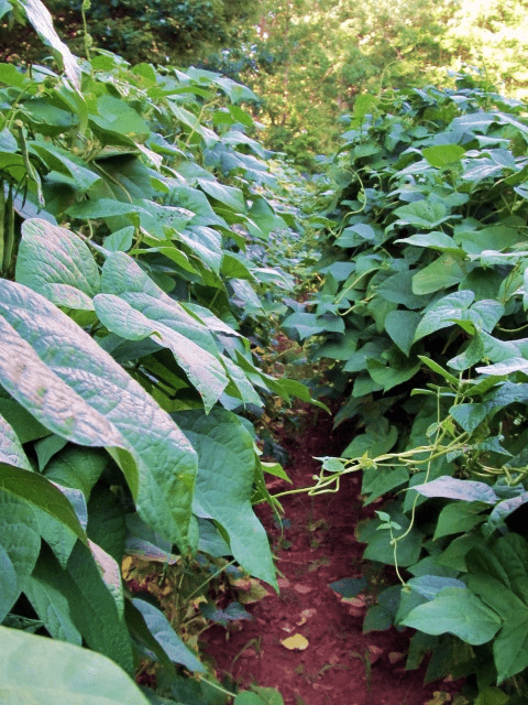 The magic of the bean patch