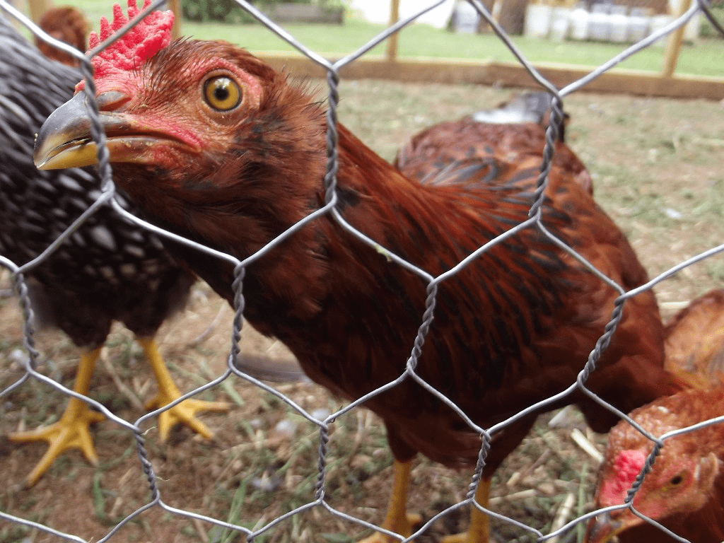 Chickens Crowin' On Sourwood Mountain