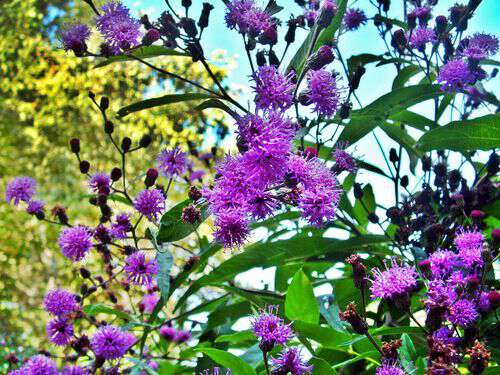 My life in appalachia Ironweed the purple robe