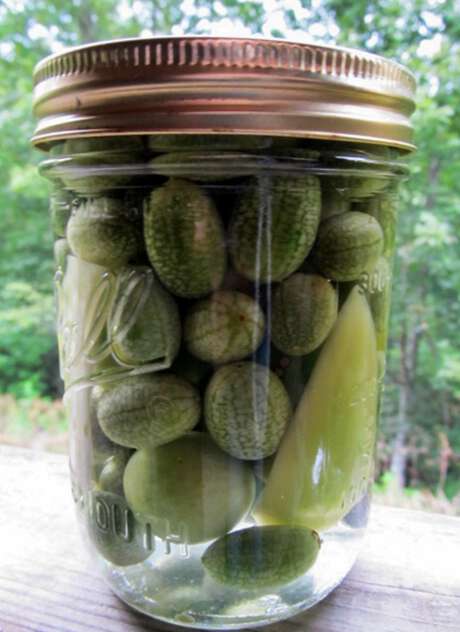 Mexican Sour Gherkin Sow True Seed tiny cucumbers
