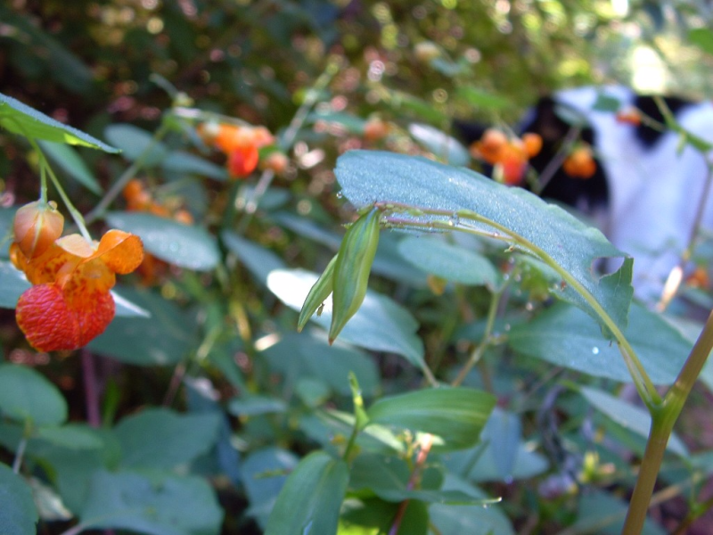 Jewelweed for posion oak