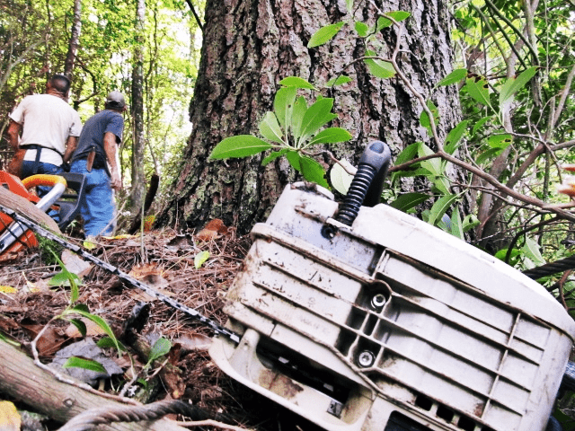 The smell of logging and sawdust papaw was a logger