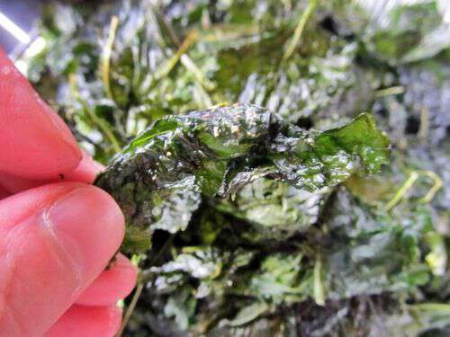 Kale chips