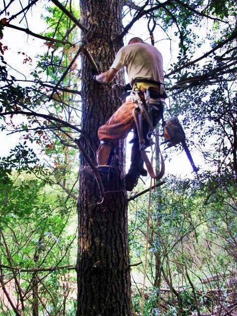 Climbing a tree to winch it off