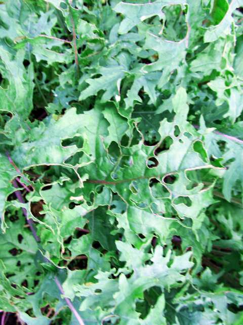 Red russian kale from sow true seed