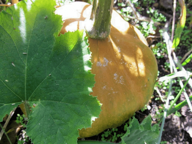 Sow true seed pumpkin