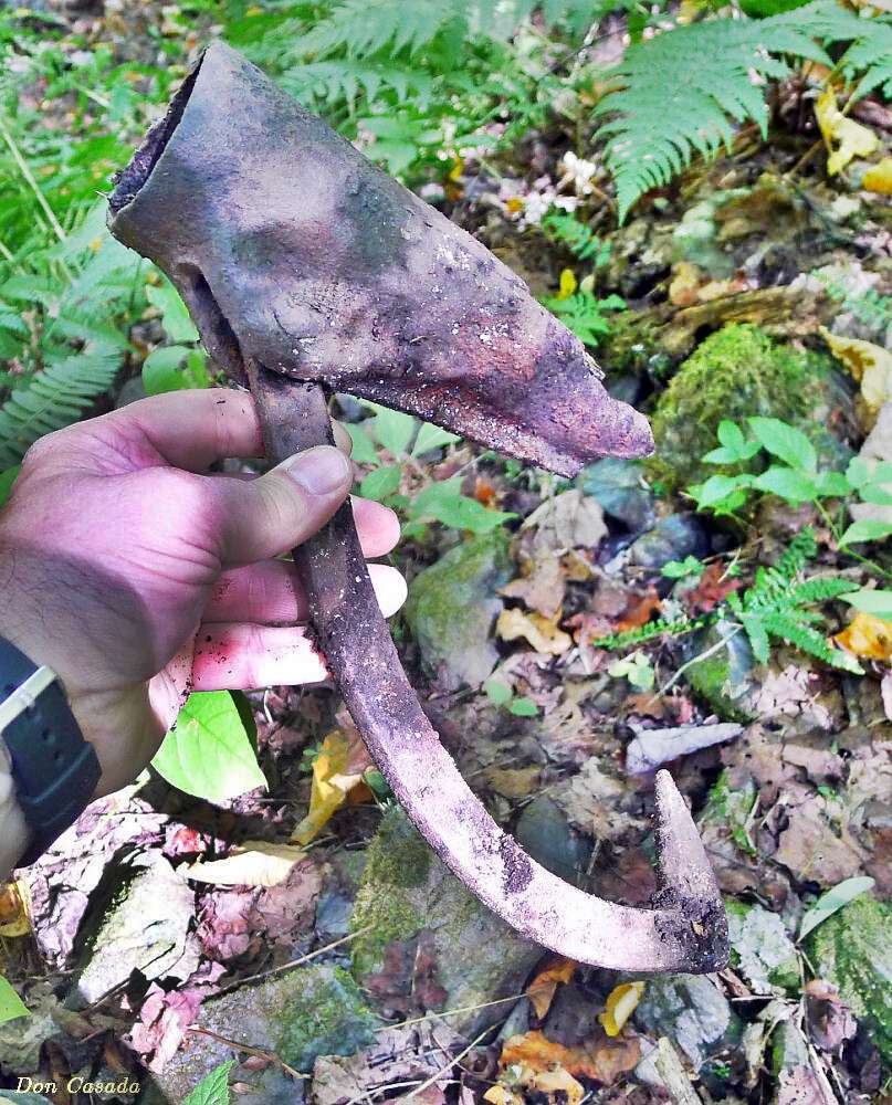 Logging in the Mountains | Blind Pig and The Acorn