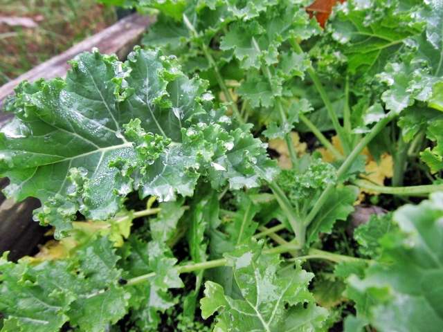 How to freeze kale