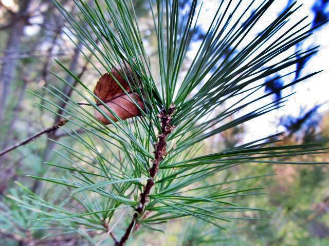 Pine needles are called twinkles in appalachia