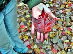 To catch a falling leaf folklore