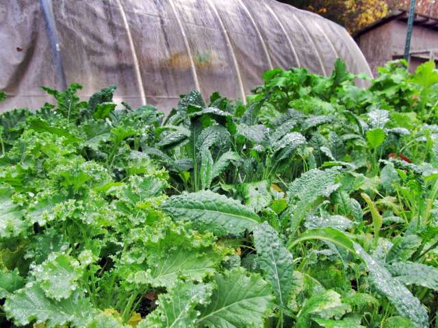 Kale Report