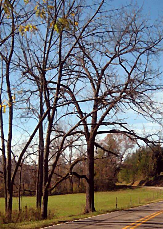 Black Walnut Trees in Appalachia