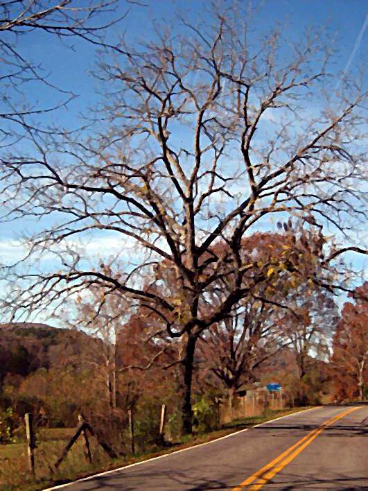 Black walnut tree in brasstown