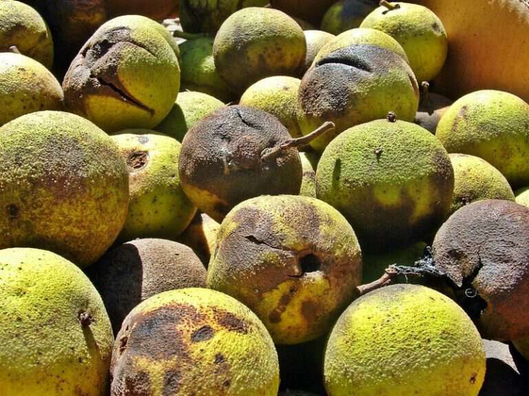 Uses for black walnuts