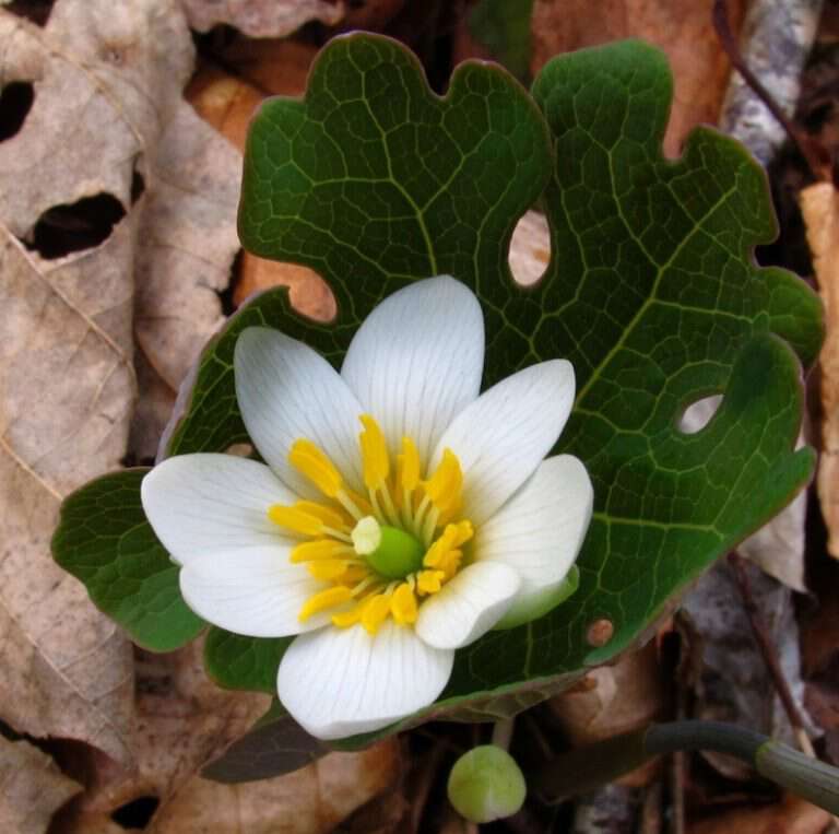 Bloodroot