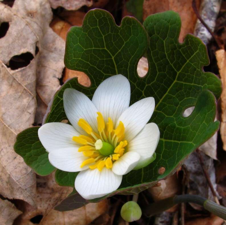 Bloodroot